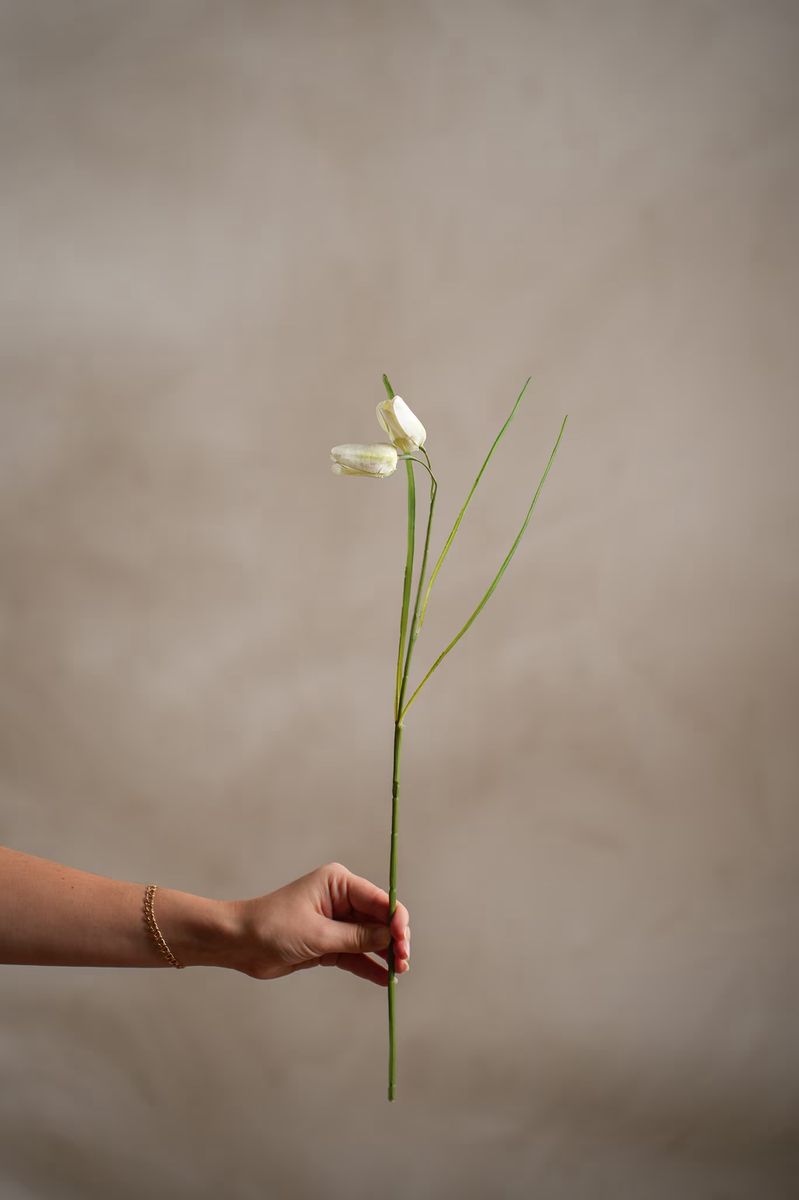 Fritillaria 50 cm, Krem