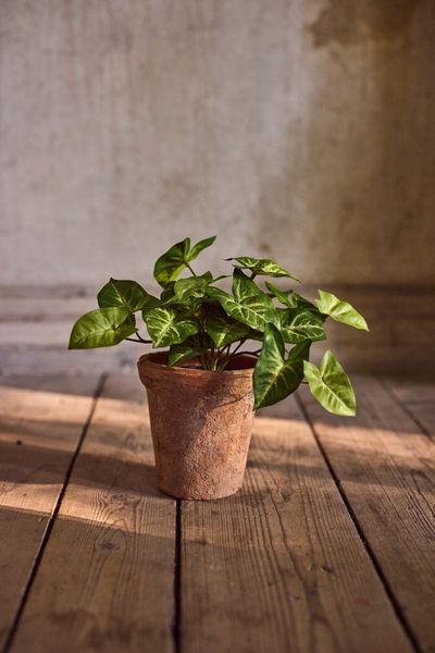 Hovedbilde Gåsfot 20 cm