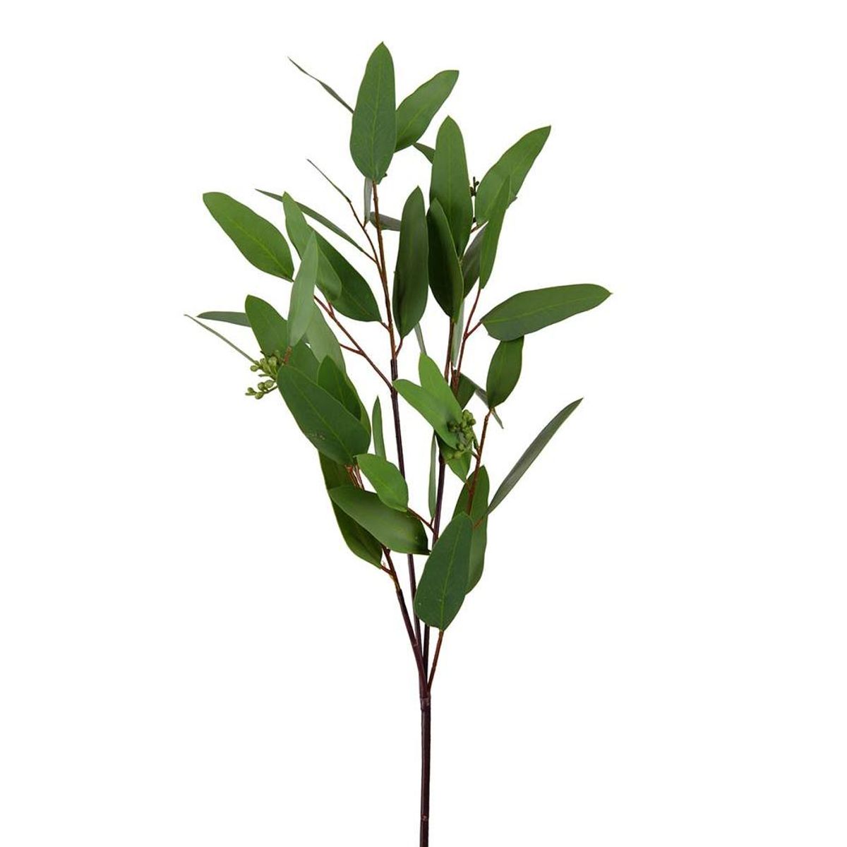Eukalyptus 80 cm, med bær