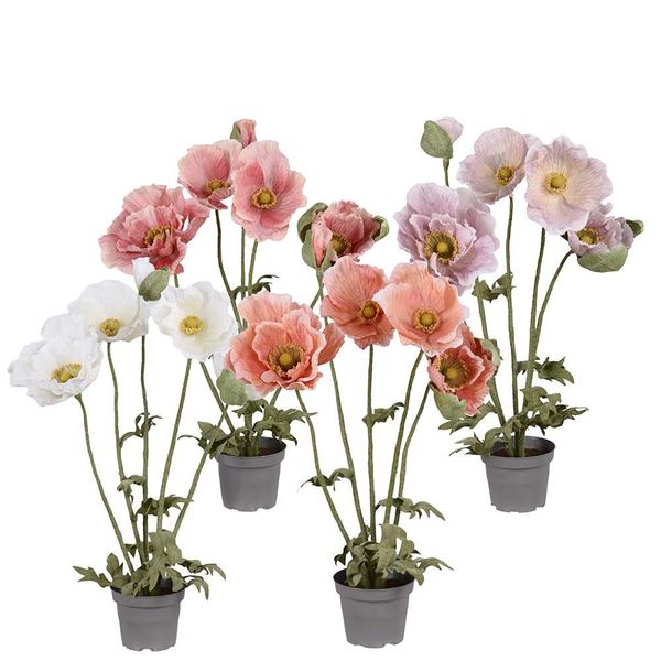 Hovedbilde Valmue blomst i potte - 50 cm