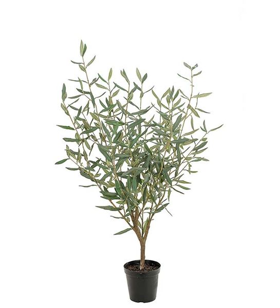 Hovedbilde Oliventre 100 cm