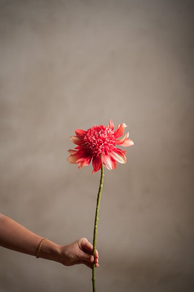 Hovedbilde Dahlia 62 cm, Korall