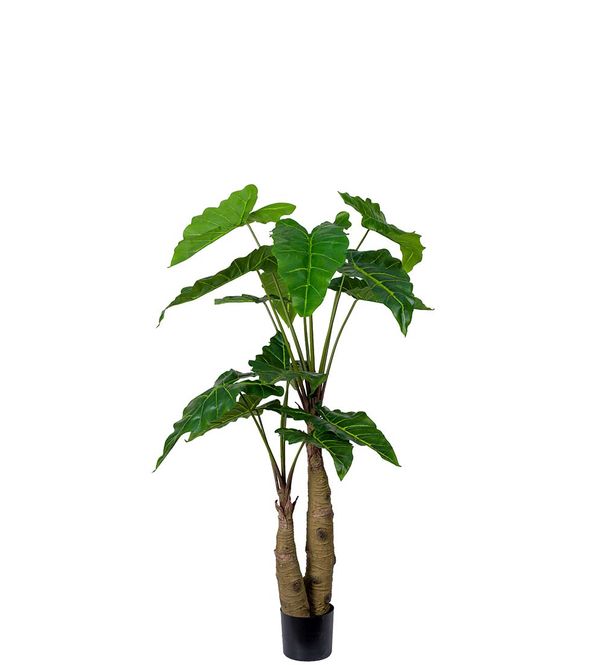 Hovedbilde Alocasia plante i potte - 150 cm